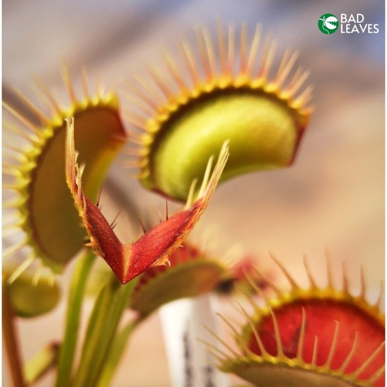 Dionaea Muscipula Dc xl