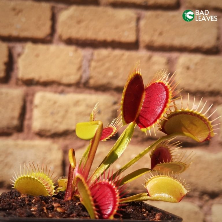 Dionaea Muscipula dcxl
