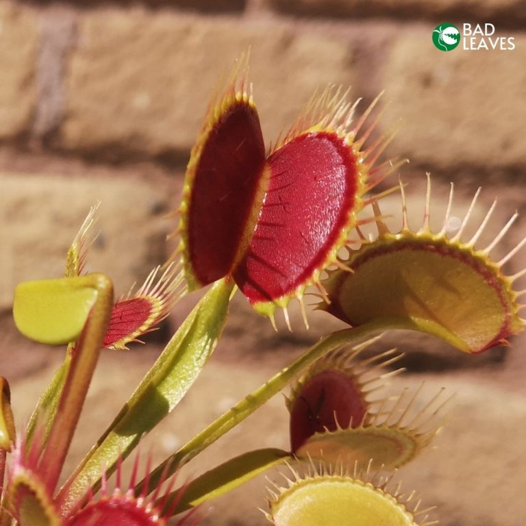 Dionaea Muscipula dcxl