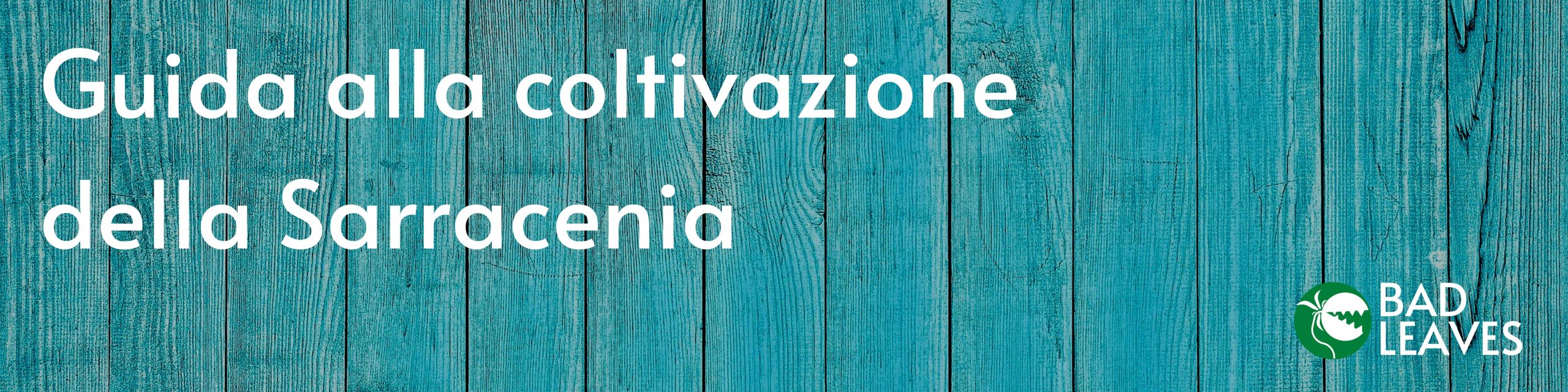 Coltivazione della sarracenia