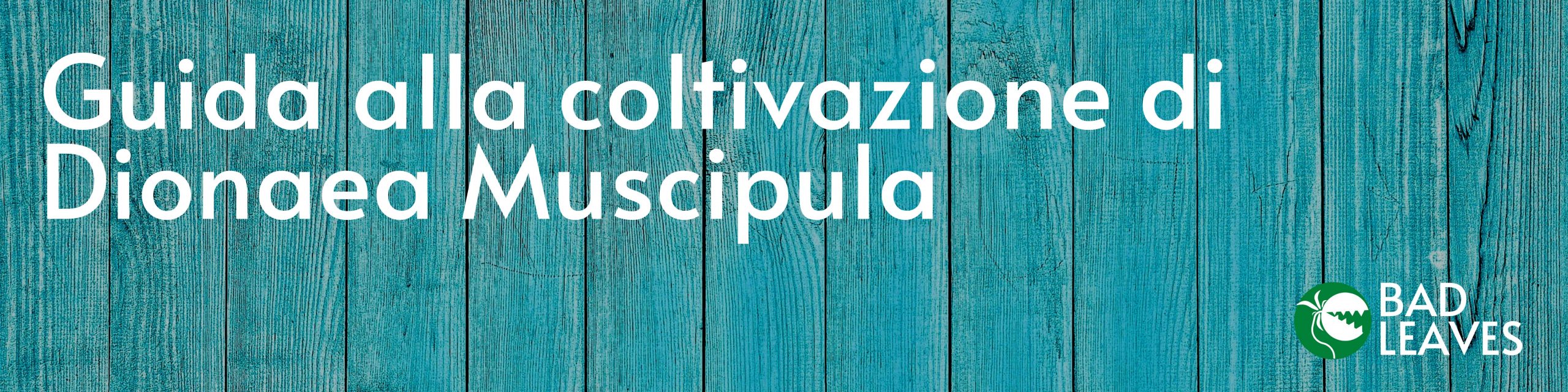 Guida alla coltivazione di dionaea muscipula