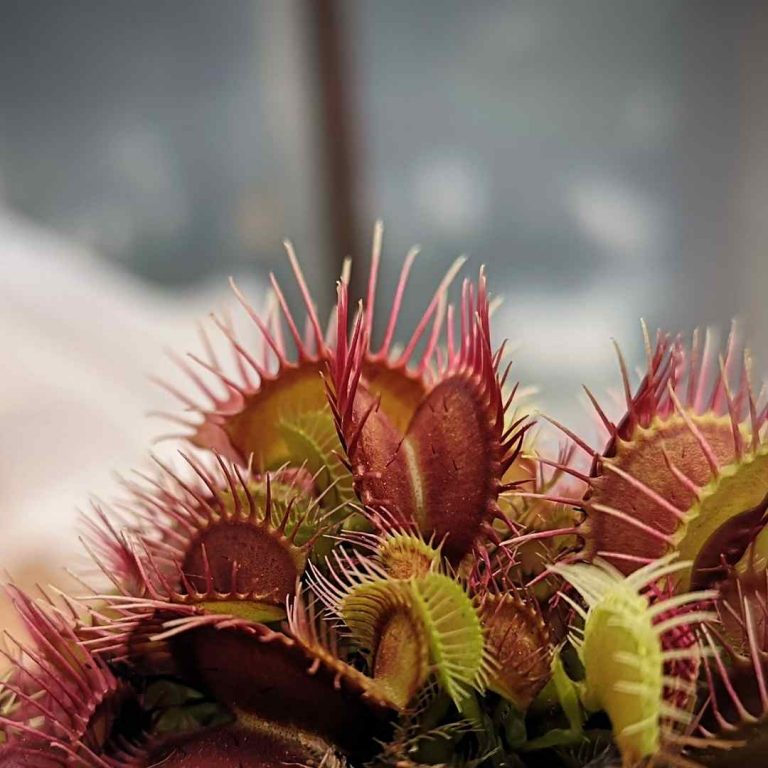 Dionaea Muscipula Phalanx