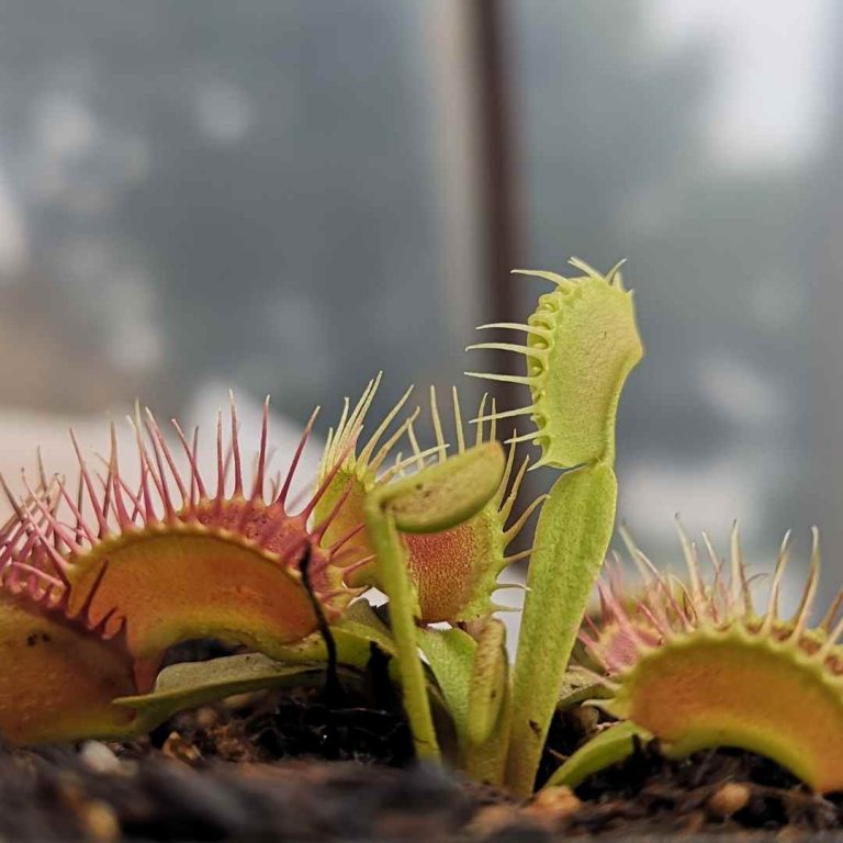 Dionaea Muscipula Phalanx