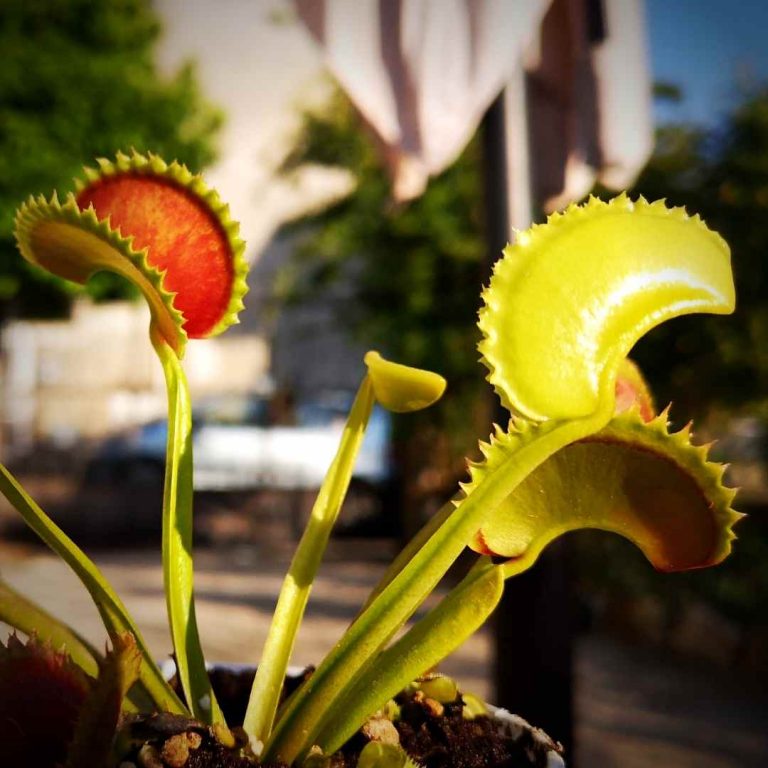 Dionaea Big Dracula