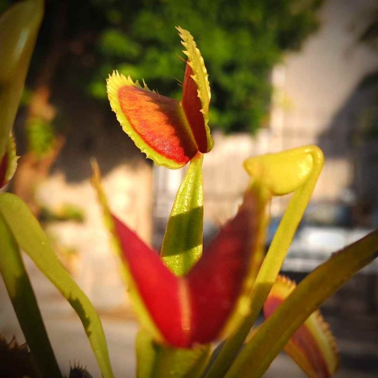 Dionaea Big Dracula