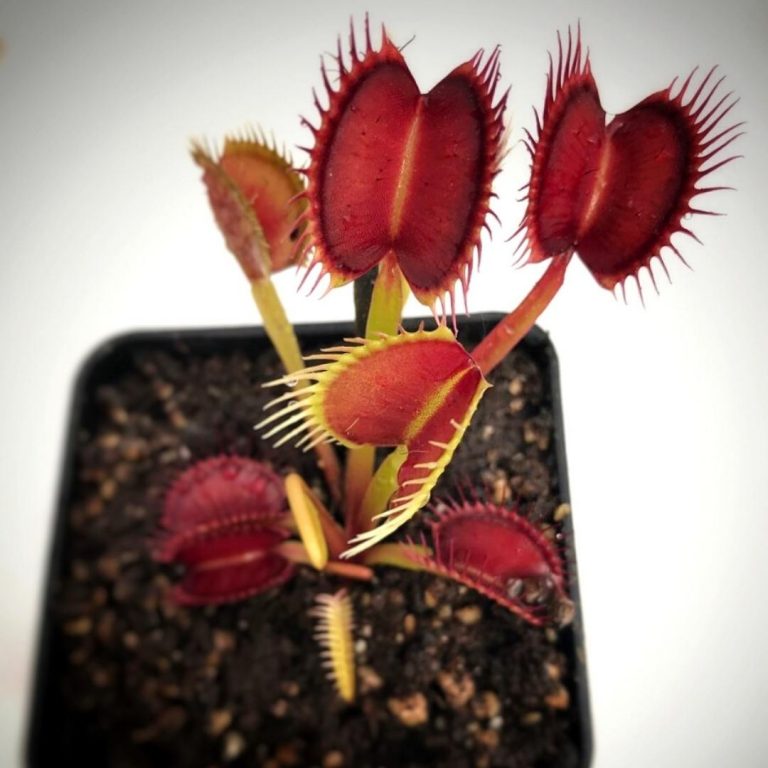 Dionaea DC XL