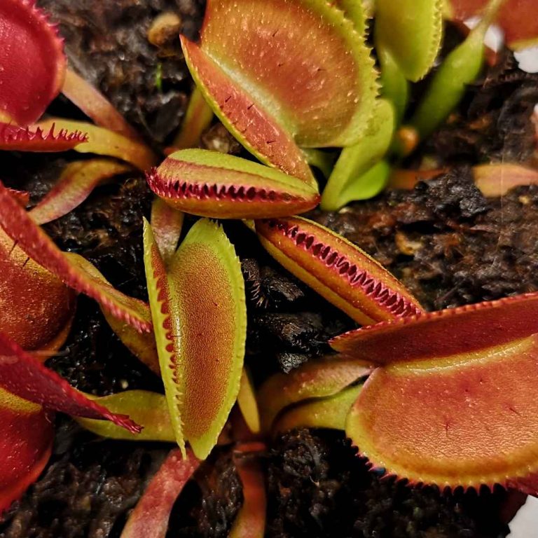 Dionaea Muscipula Periscope