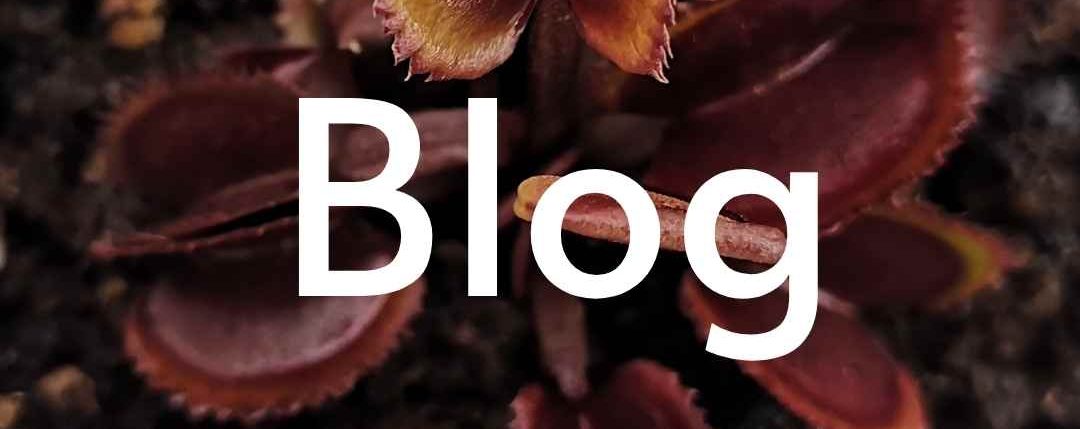 blog