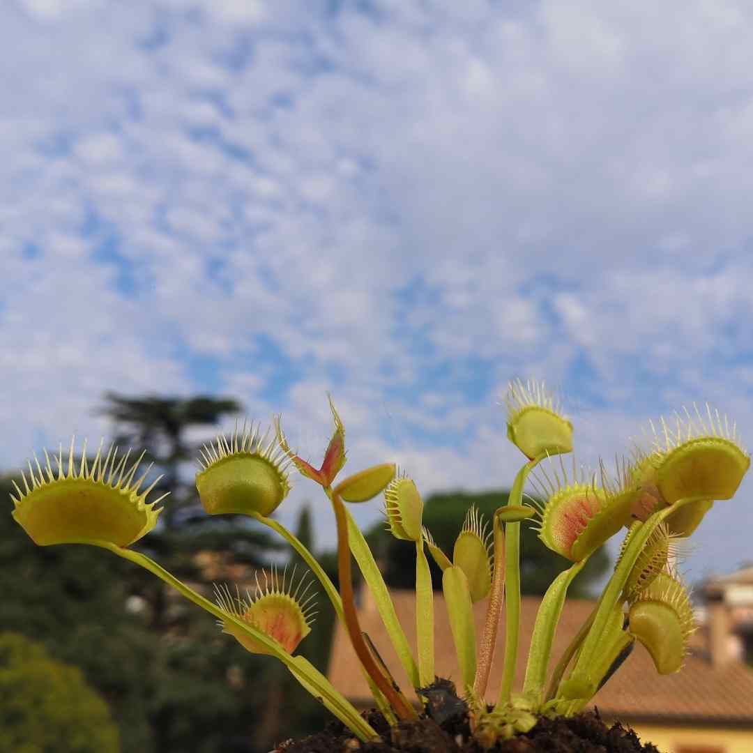 Dionaea towering giant