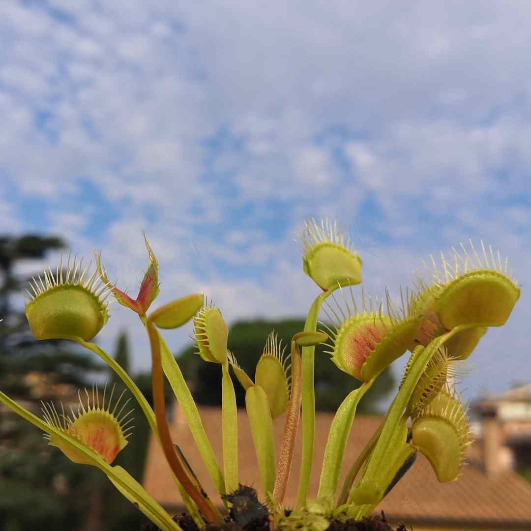 dionaea muscipula towering giant