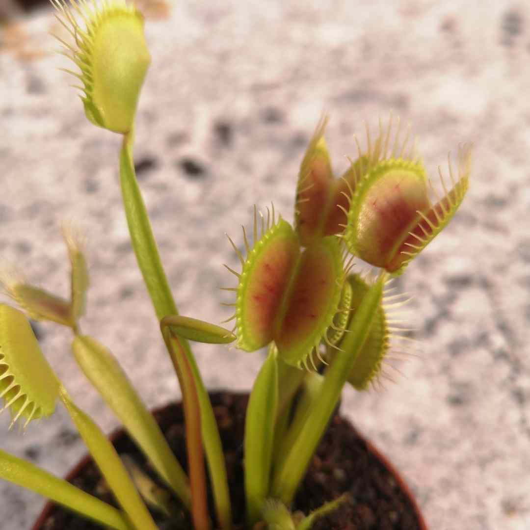 dionaea FTS Towering Giant