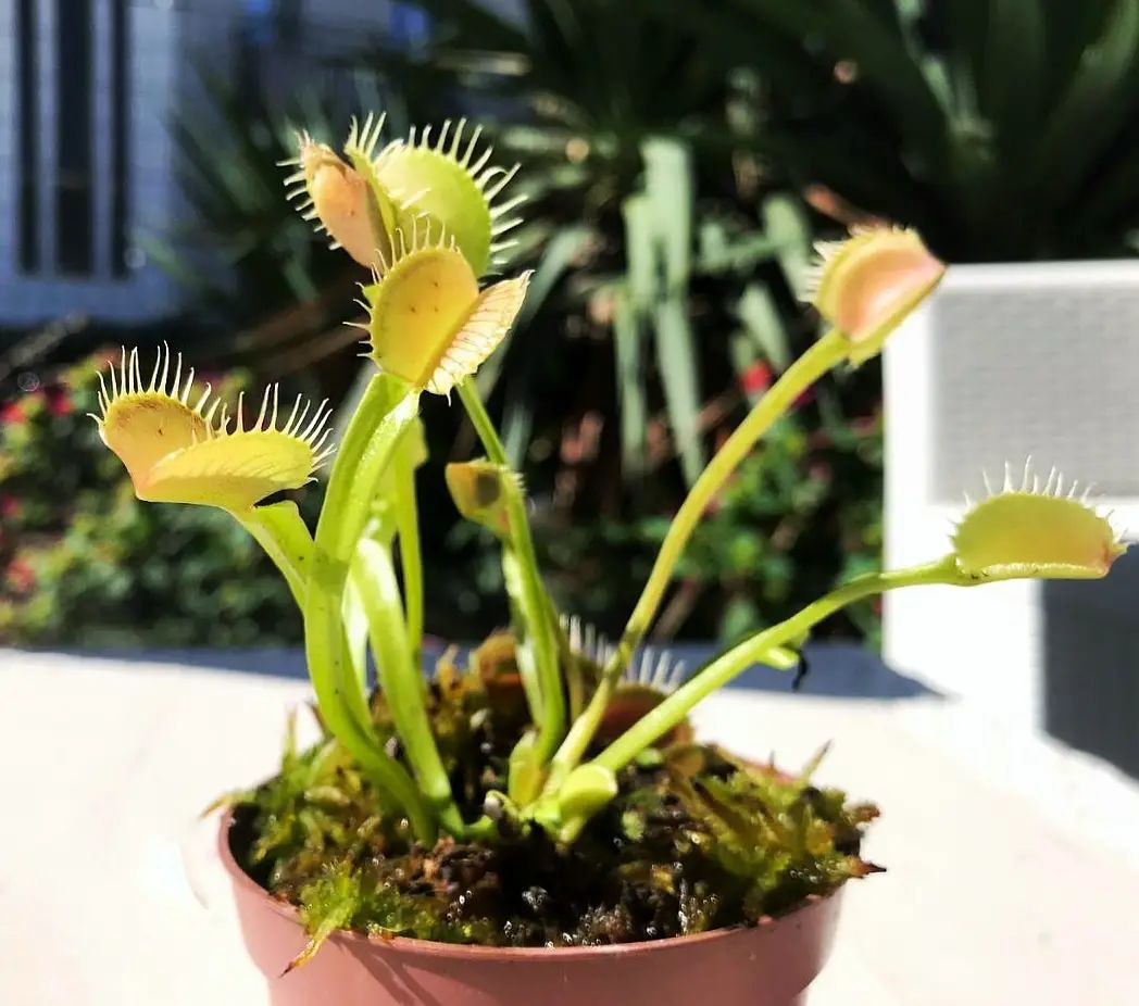 Dionaea Muscipula Yellow Fused Tooth