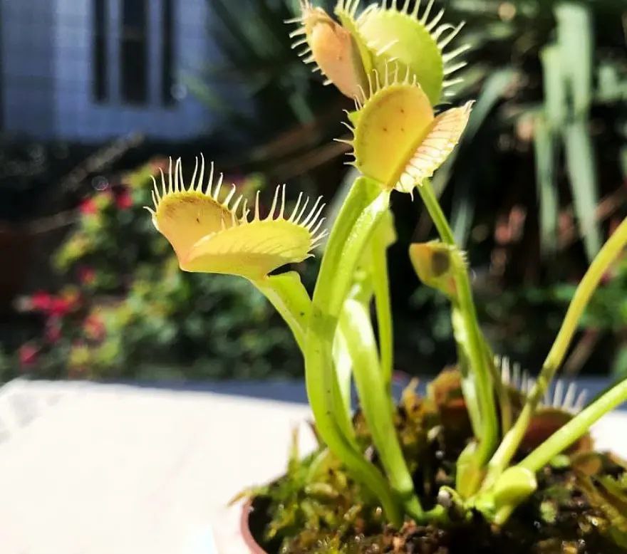 Dionaea Yellow Fused Tooth