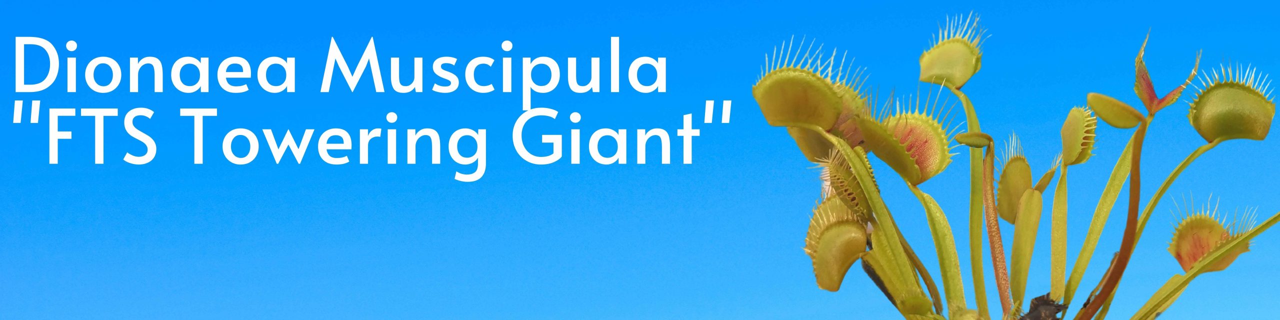 Banner towering giant-4