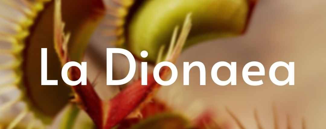 La Dionaea