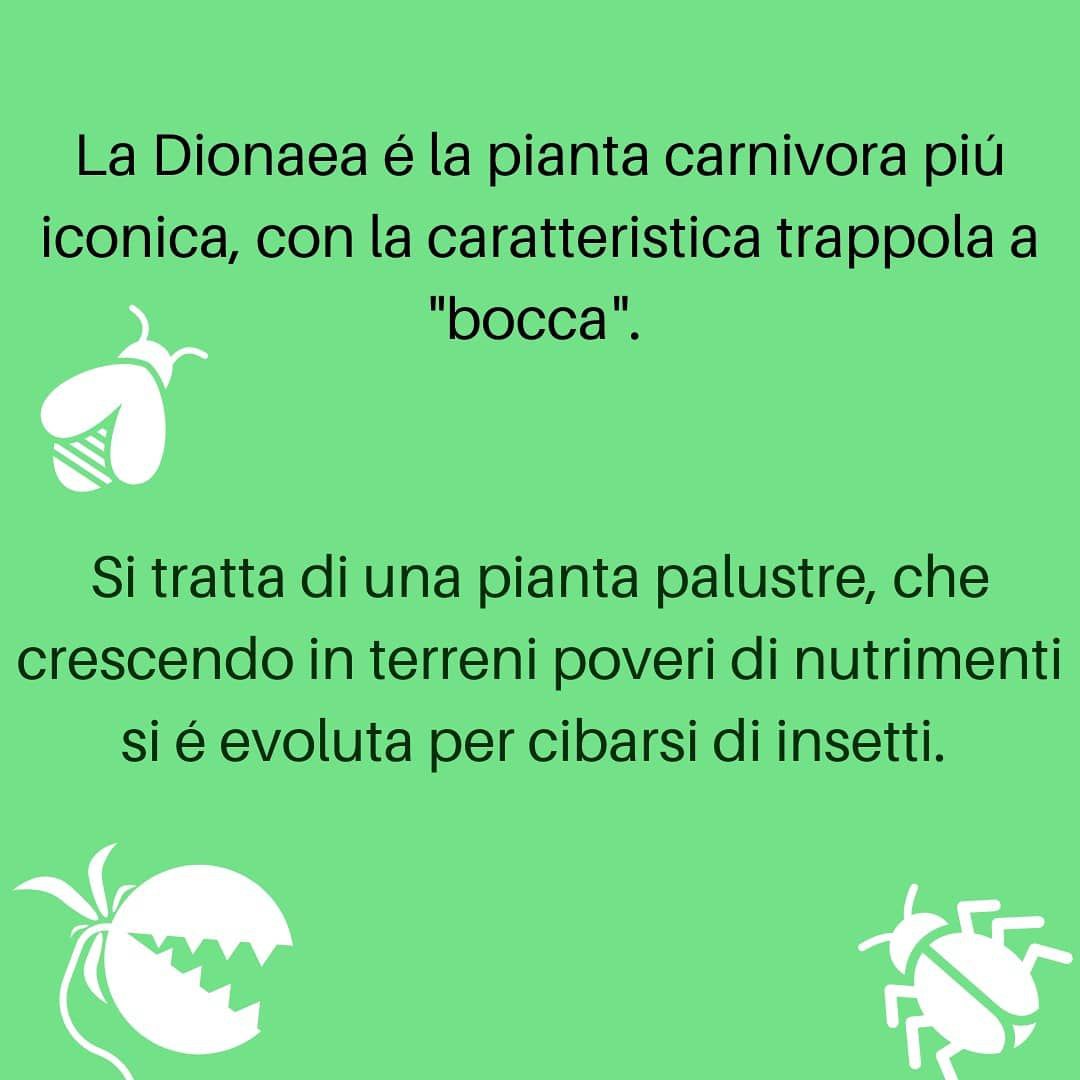 Dionaea