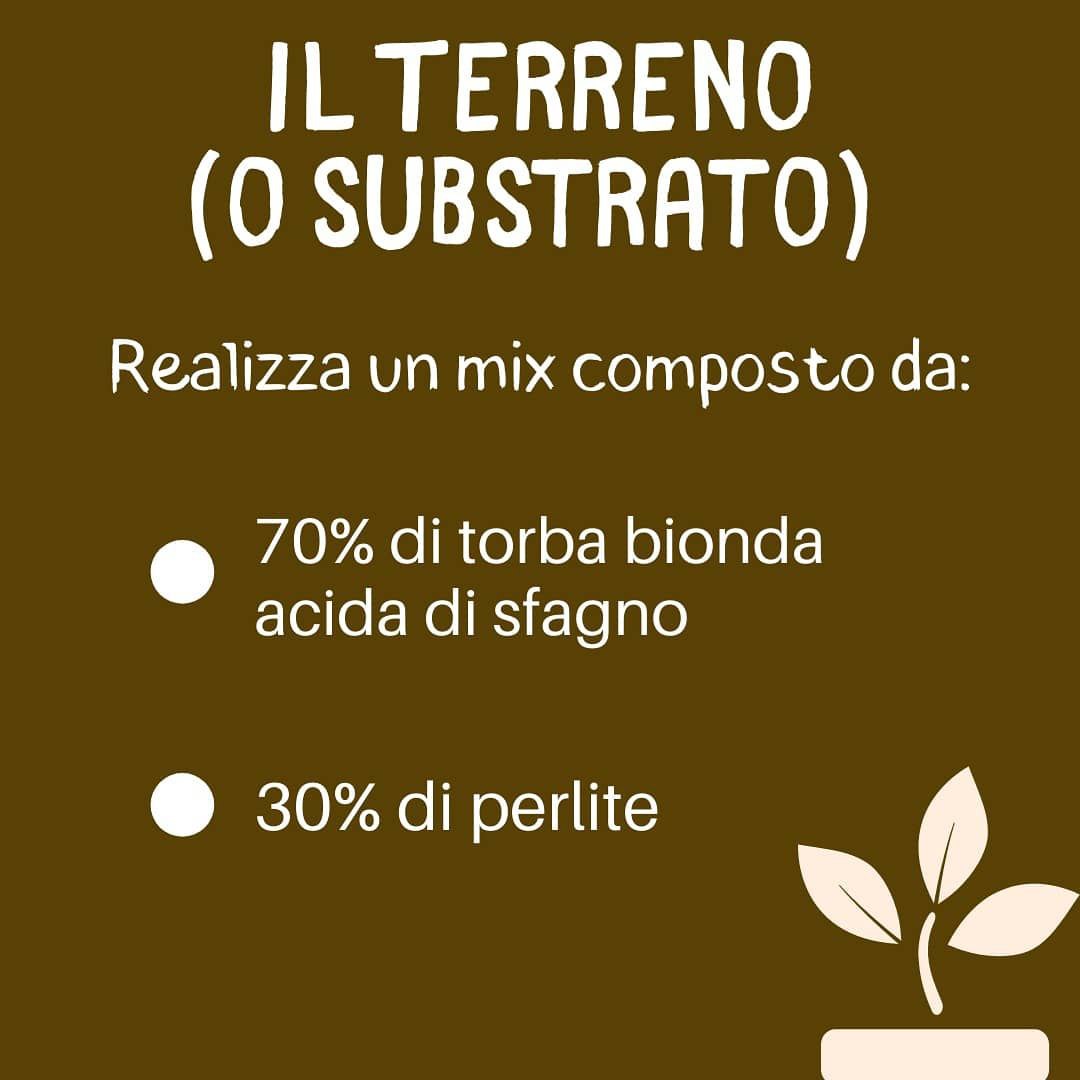 Torba