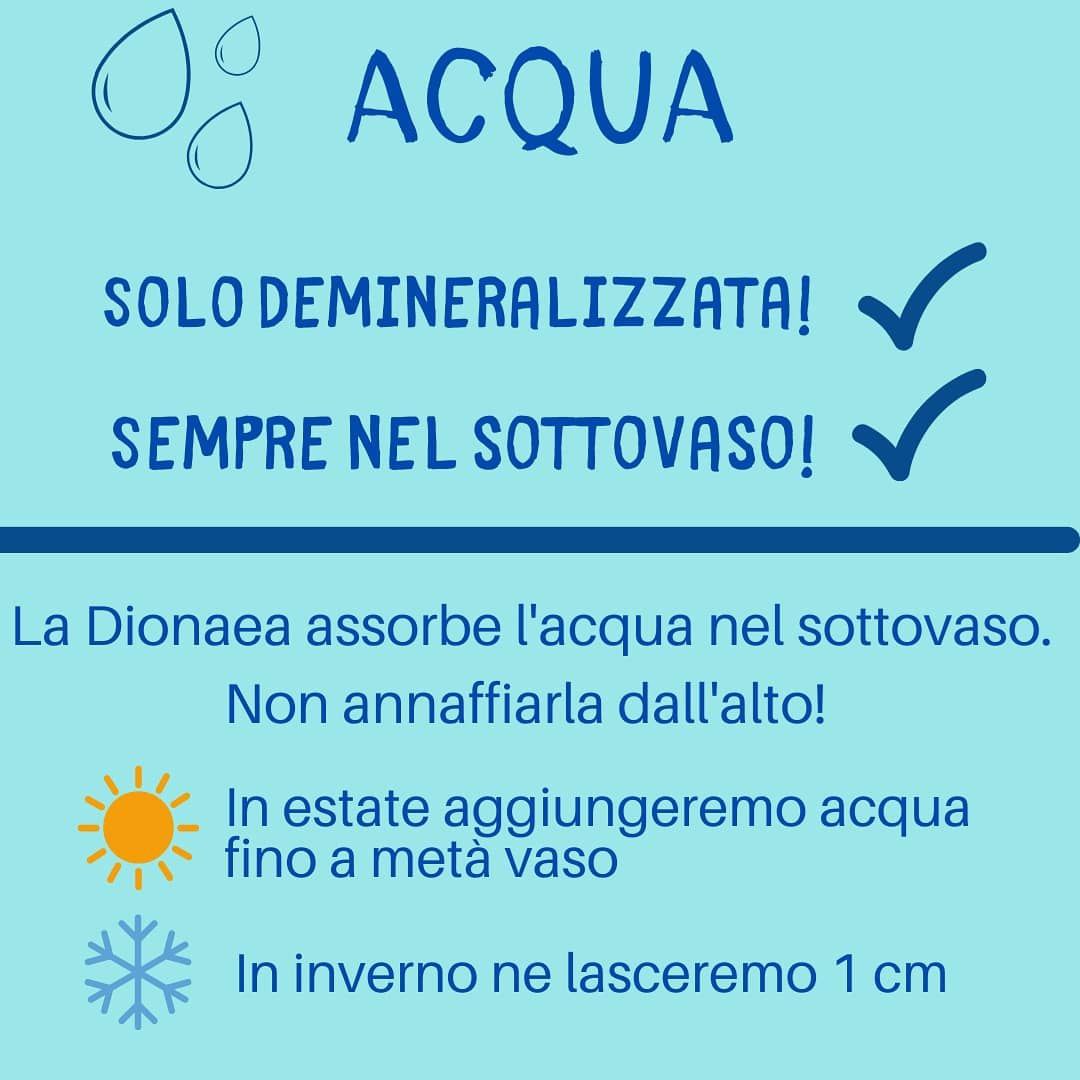 Acqua