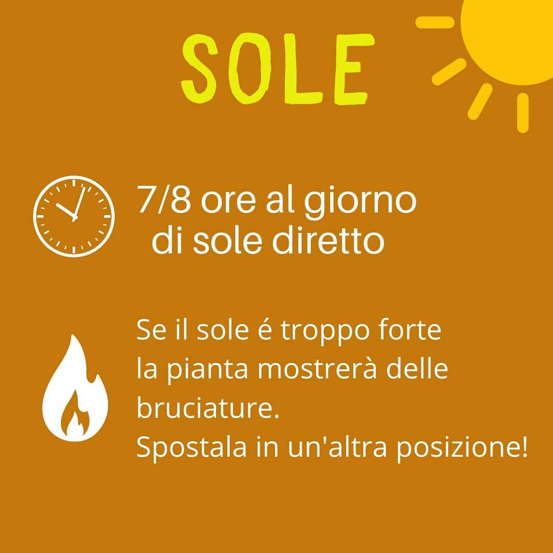 Sole