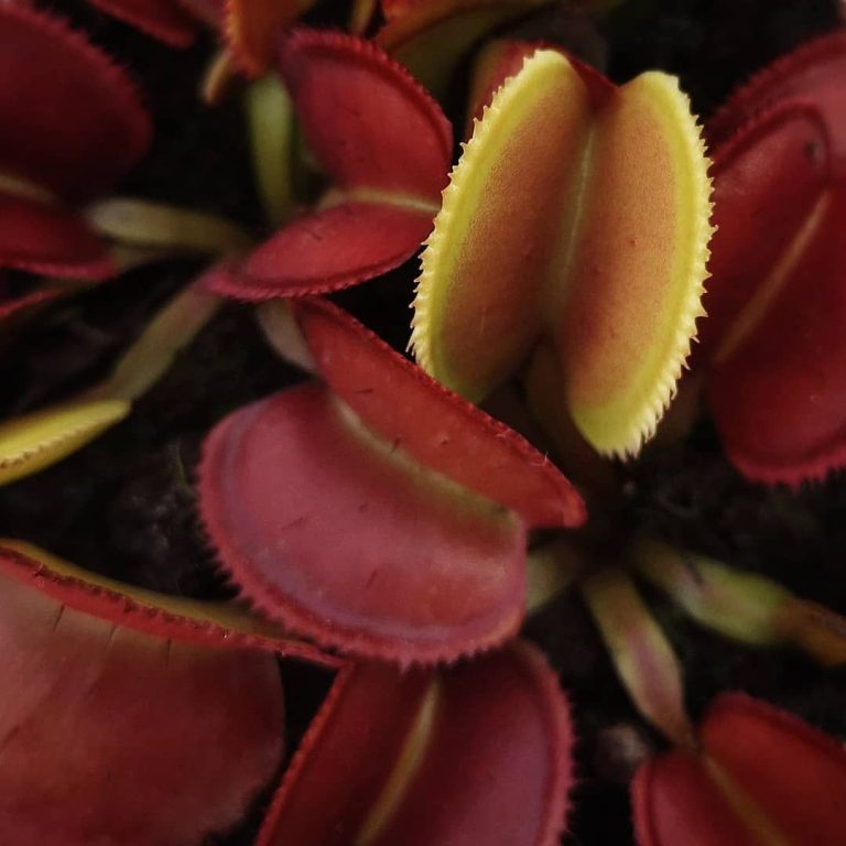 Dionaea Periscope