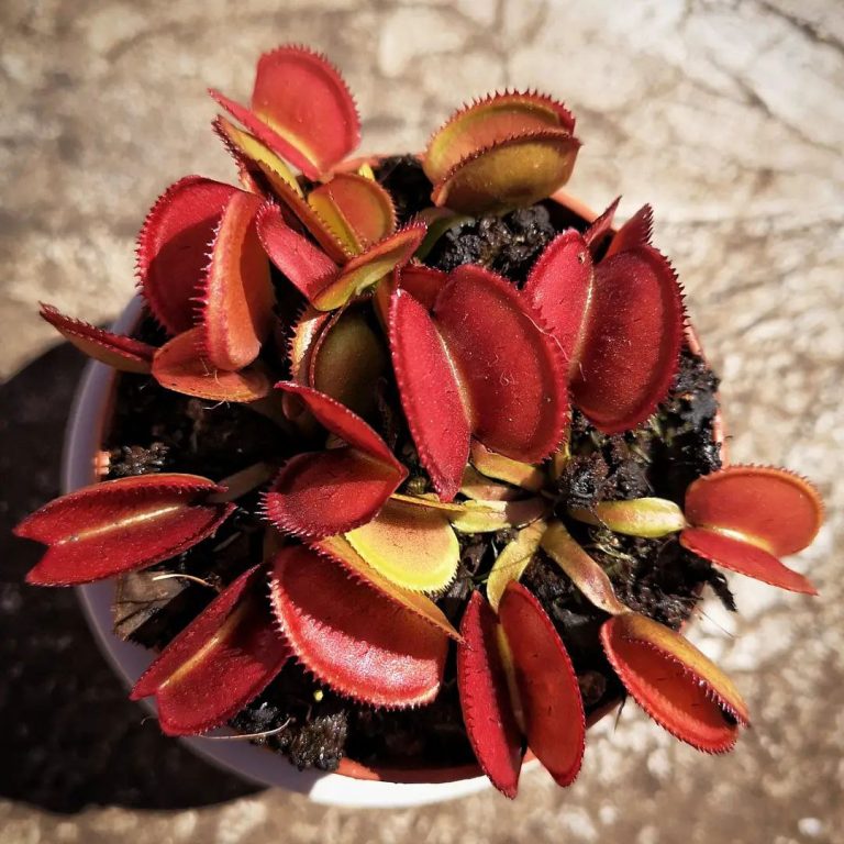Dionaea Periscope