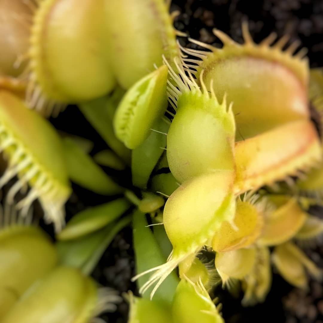 Dionaea Galaxy