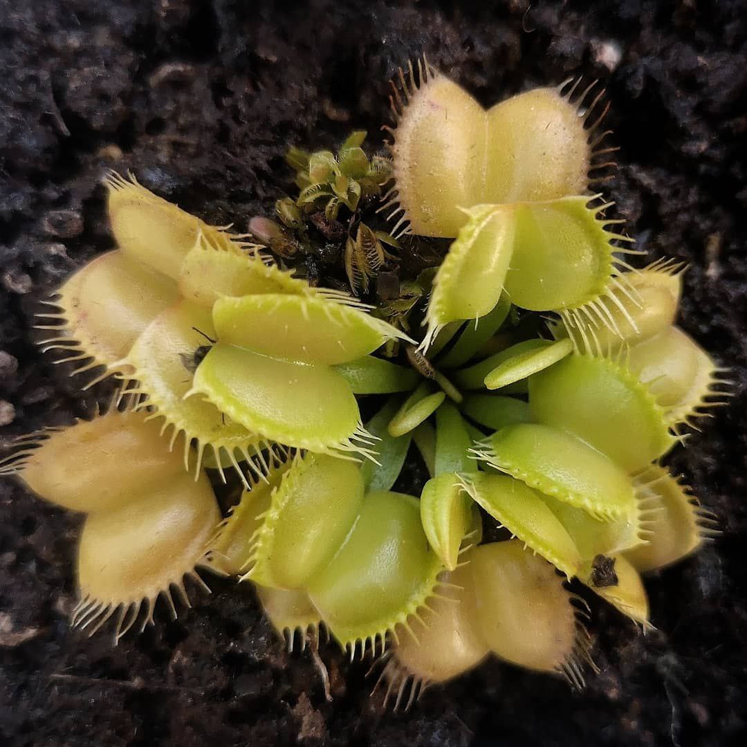 Dionaea Galaxy