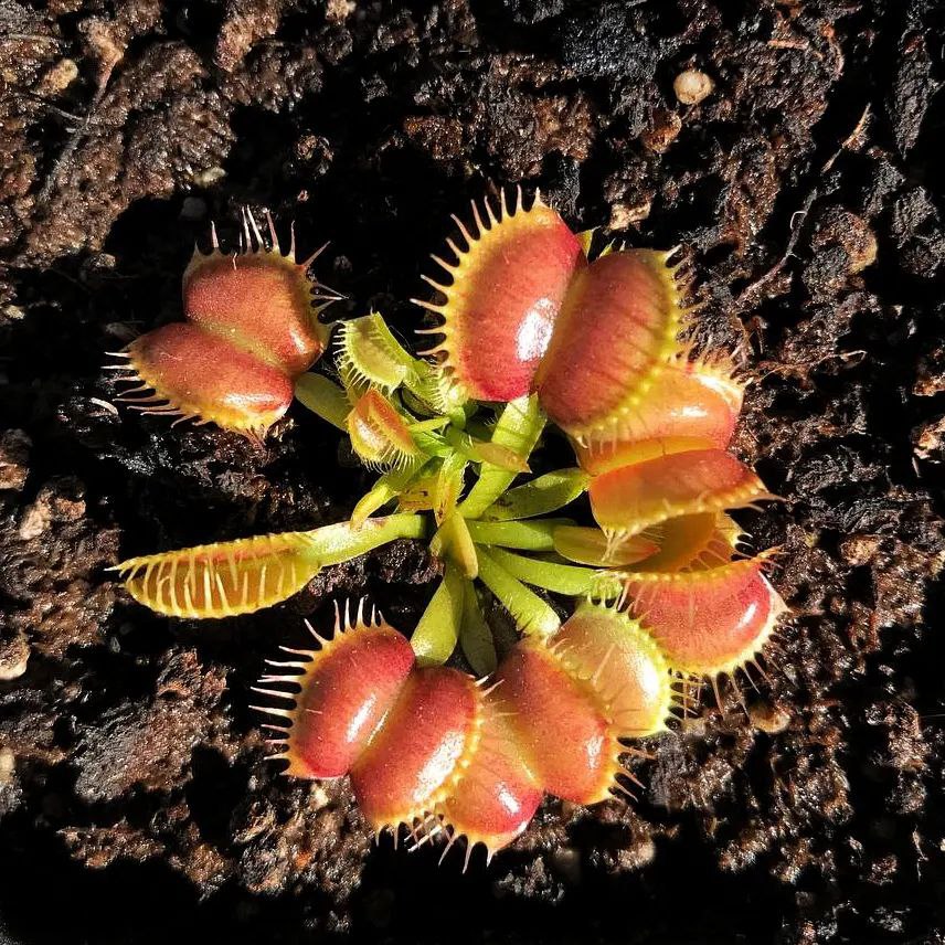 Dionaea Galaxy