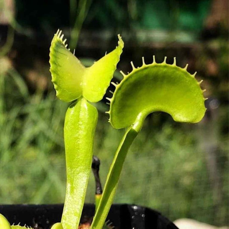 Dionaea Arched Traps