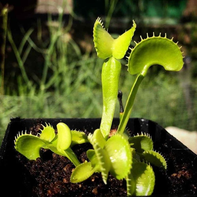 Dionaea "Arched Traps"