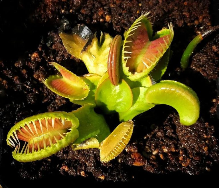 Dionaea Jaws Smiley