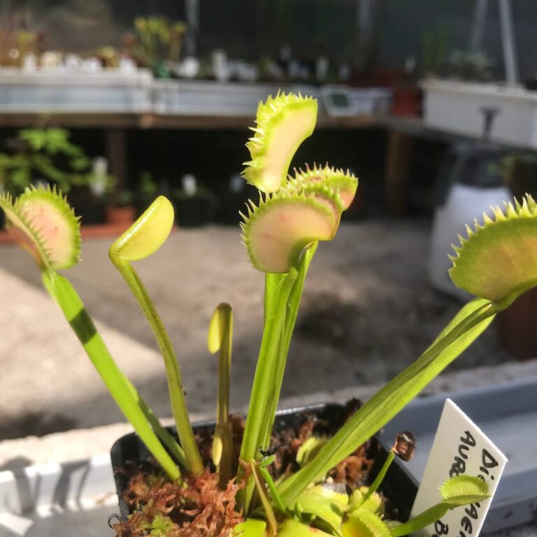 Dionaea Aurora Borealis