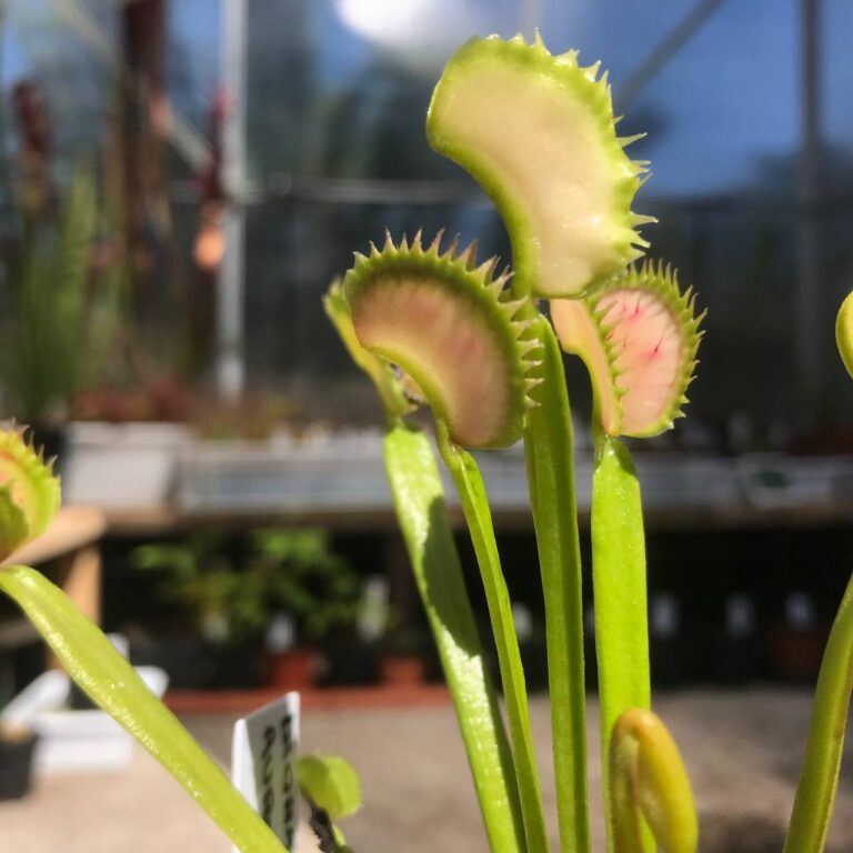 Dionaea Aurora Borealis