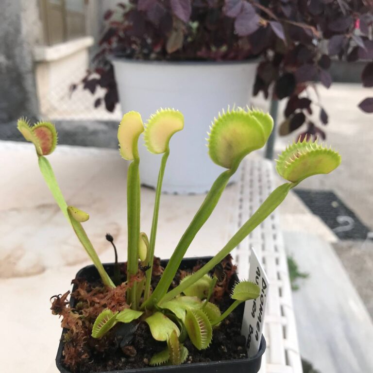 Dionaea Aurora Borealis
