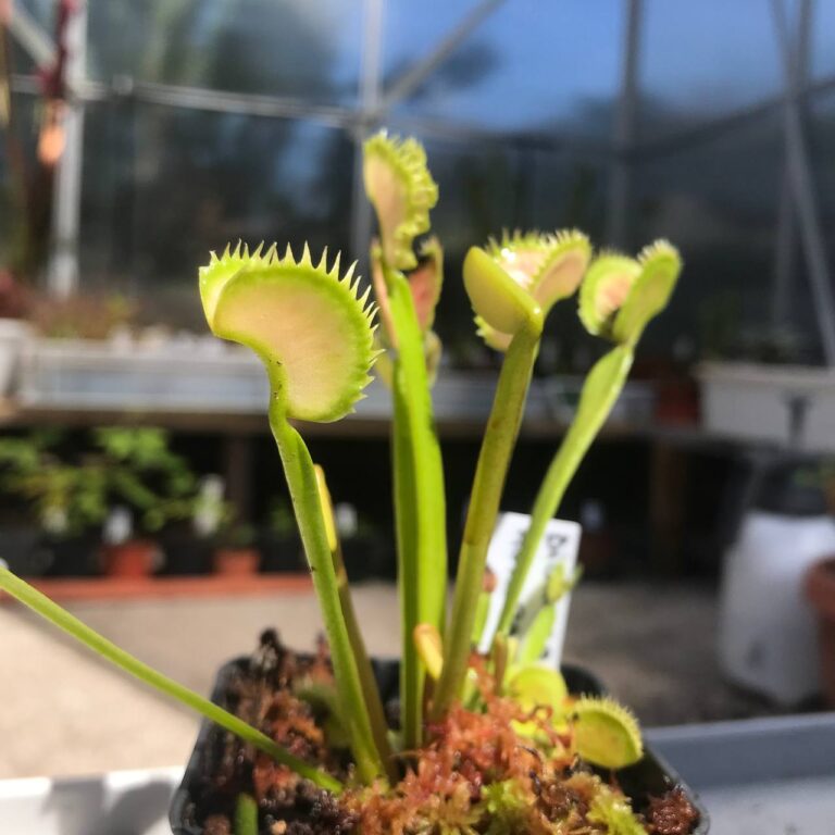 Dionaea Aurora Borealis
