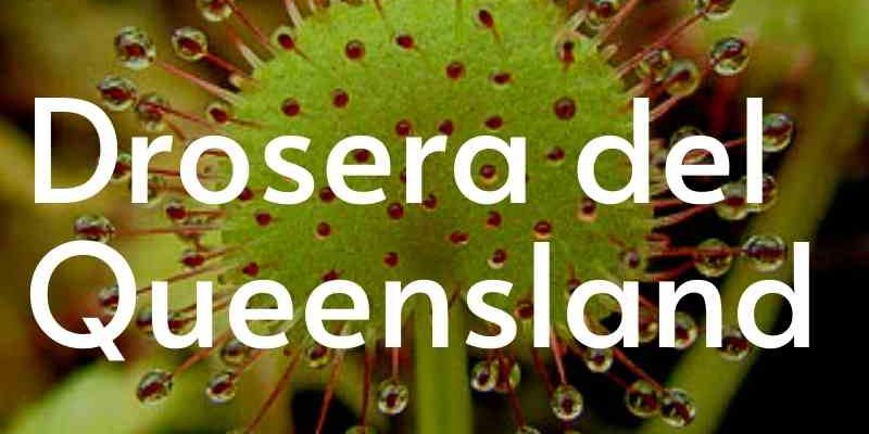 Pulsante drosera Queensland