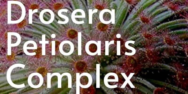 Pulsante drosera petiolaris