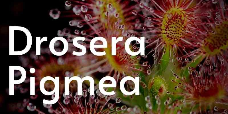 Pulsante drosera pigmea