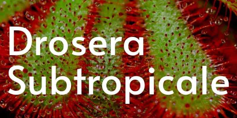 Pulsante drosera subtropicale