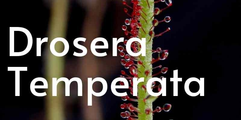 Pulsante drosera temperata