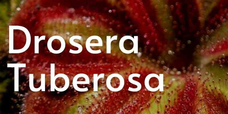 Pulsante drosera tuberosa