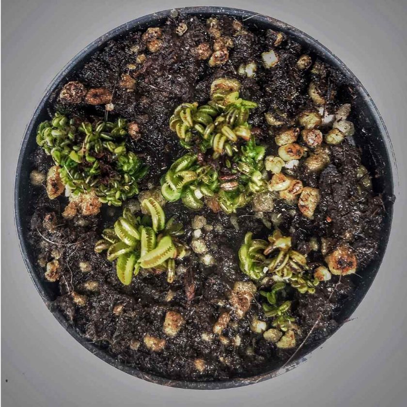 Dionaea Cudo