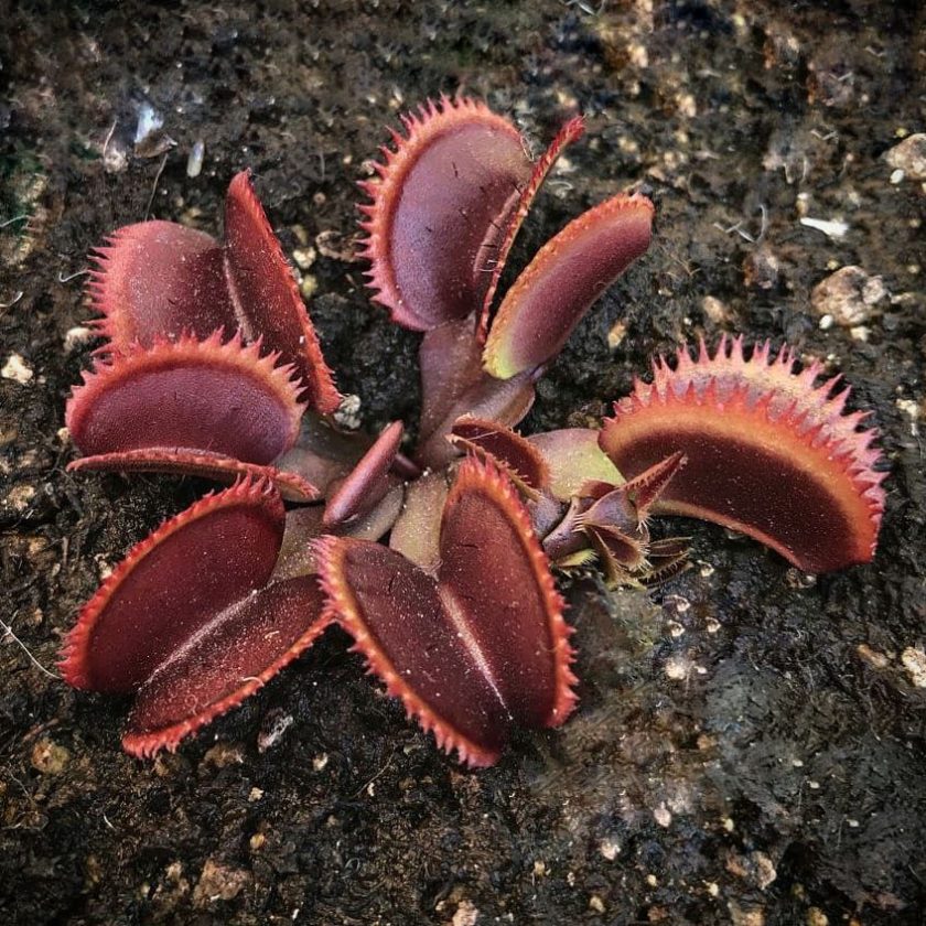 Dionaea Bohemian Garnet